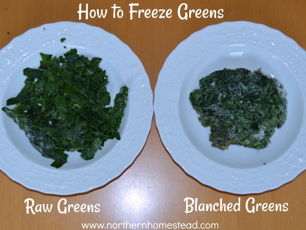 How to freeze greens like kale, swiss chard, spinach, sorrel, beet greens and others. How to freeze them raw or blenched, and how to use frozen greens. 