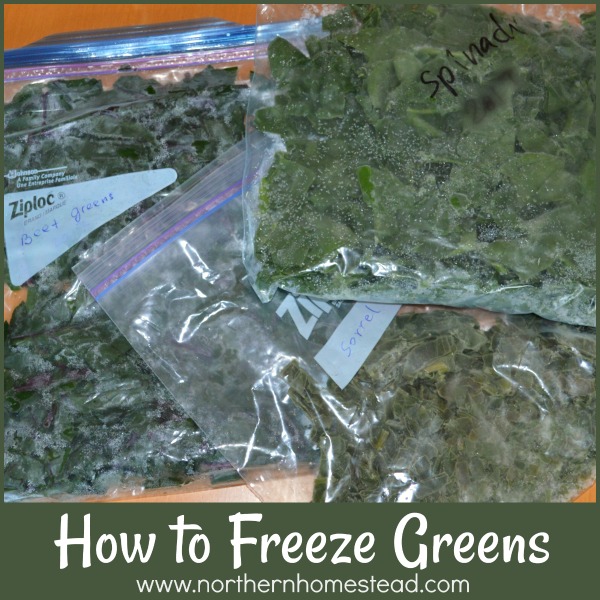 How to freeze greens like kale, swiss chard, spinach, sorrel, beet greens and others. How to freeze them raw or blenched, and how to use frozen greens. 
