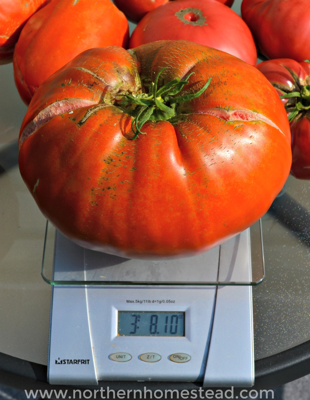 3lb 8.10oz tomato close