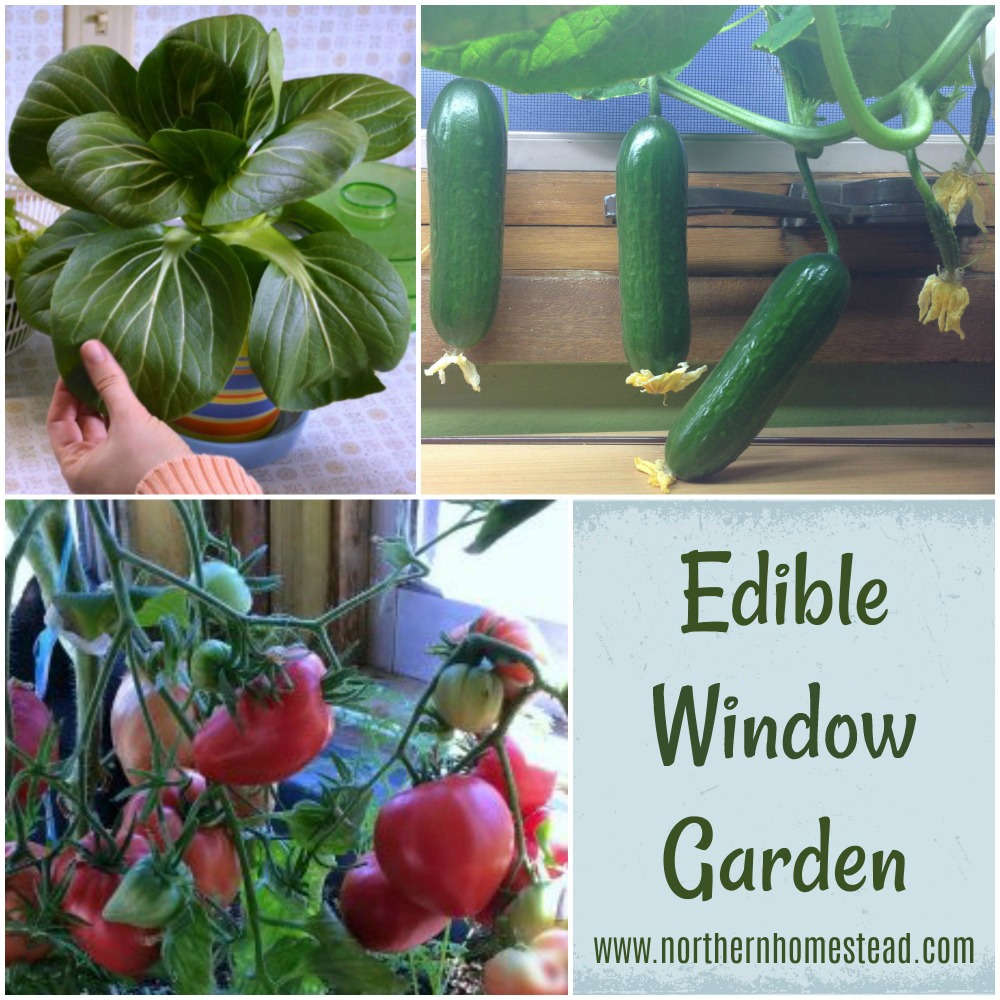 This is the first post of many to come about indoor edible window gardening. Grow food year-round at any weather following these simple and proven techniques.