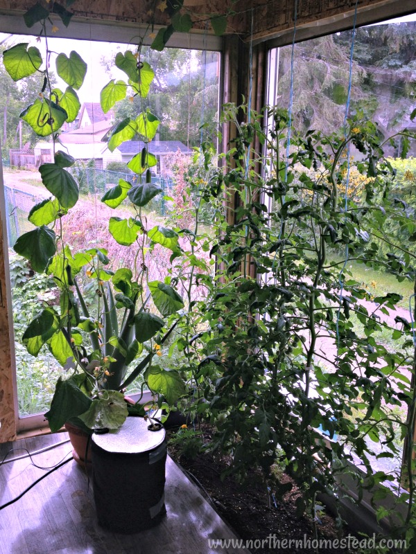 What to Grow in an Indoor Edible Window Garden - cucumbers
