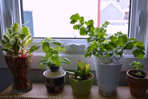 What to Grow in an Indoor Edible Garden - Northern Homestead