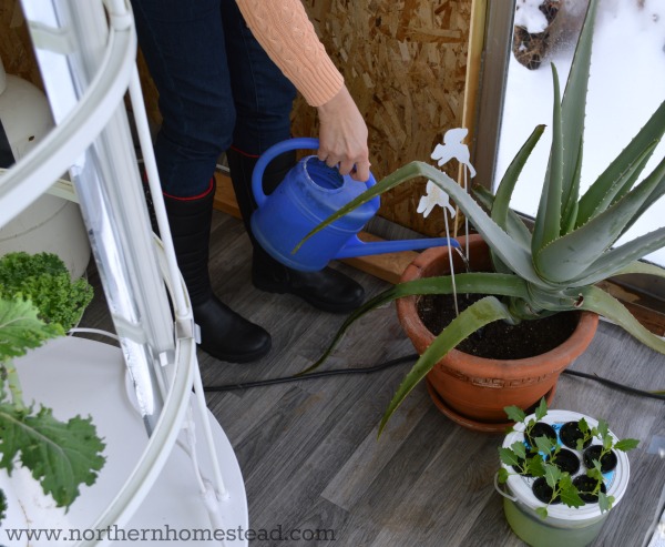 In this post wee talk about growing an indoor edible window garden in soil. Learn what soil and containers to use, how to water and fertilize an indoor garden.