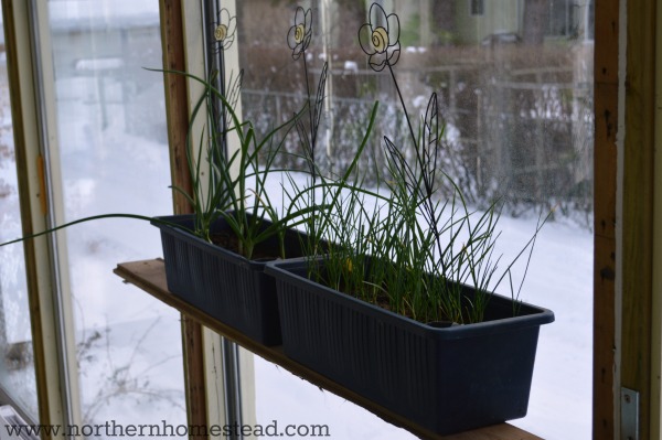 Edible window garden