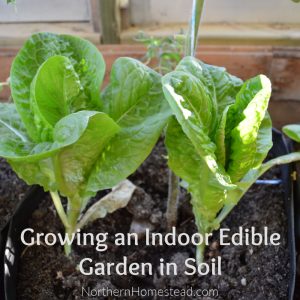 Growing an indoor edible garden in soil
