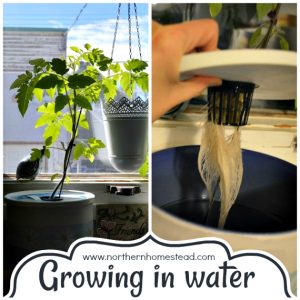 Growing an indoor edible window garden in water