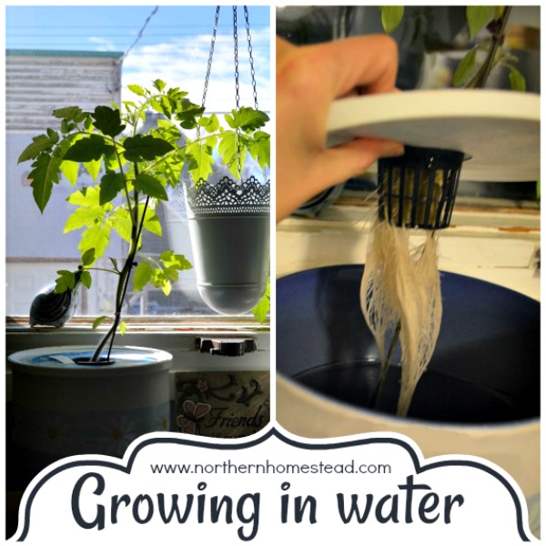 Growing an indoor edible window garden in water