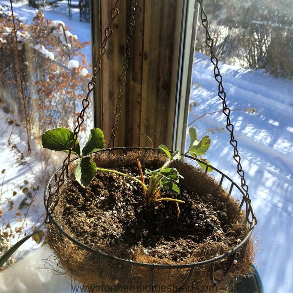 What to Grow in an Indoor Edible Window Garden - Strawberry
