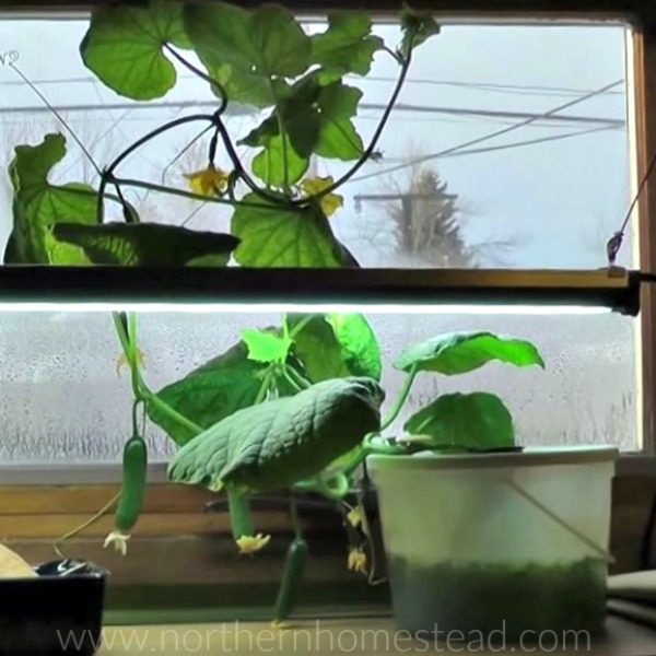 Additional light for an indoor edible window garden