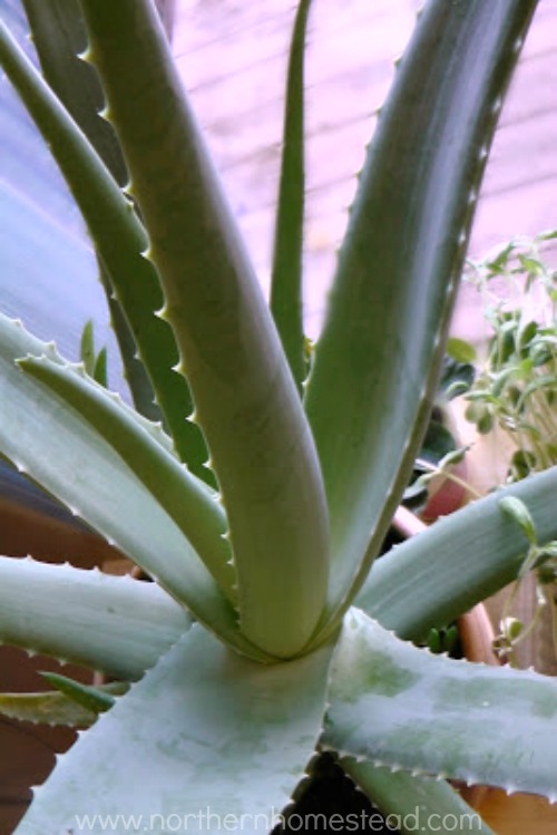 What to Grow in an Indoor Edible Window Garden - Aloe Vera