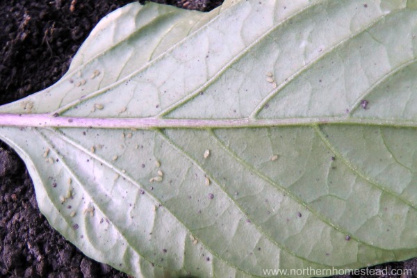 Trouble-shooting in an Indoor Edible Window Garden