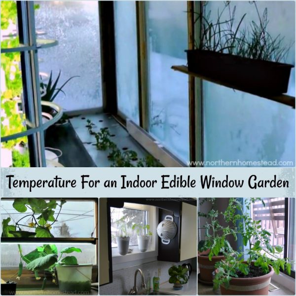 Temperature and humidity for an indoor edible window garden is important. You want to adjust what you grow to how warm or cool your room is.