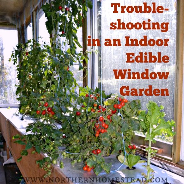 Trouble-shooting in an Indoor Edible Window Garden