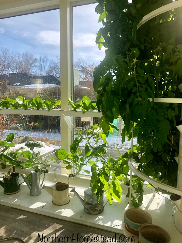 What to Grow in an Indoor Edible Window Garden