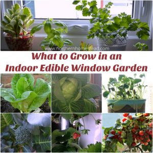 What to Grow in an Indoor Edible Window Garden. Over the years we have grown a whole lot of plants indoors at a window: Microgreens, herbs, Aloe Vera, strawberries, lettuce, winter greens like kale, root vegetables like carrots, winter vegetables like broccoli, summer vegetables like tomatoes and even water melons.