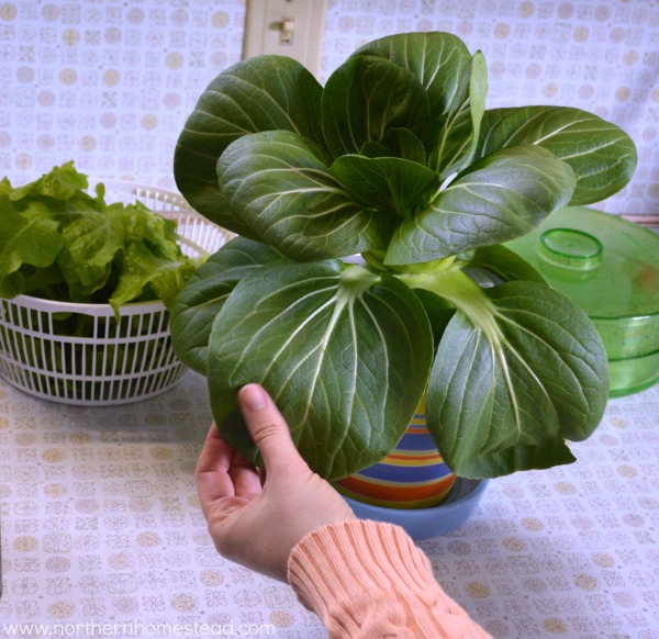 What to Grow in an Indoor Edible Window Garden - winter greens