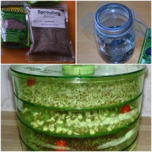 Growing sprouts at home is the easiest way to grow nutritious food right in your kitchen. No green thumb is needed, as well as no soil, no grow lights, and no extra space. You can start today and become a gourmet sprout grower in less than a week.
