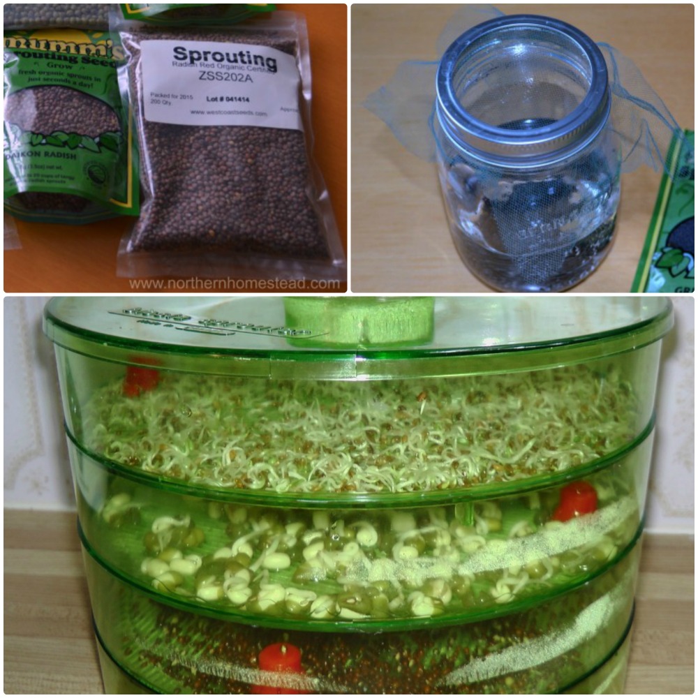 Growing Sprouts at Home