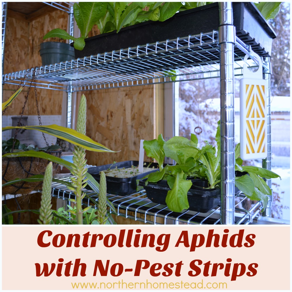 Controlling aphids with No-Pest strips