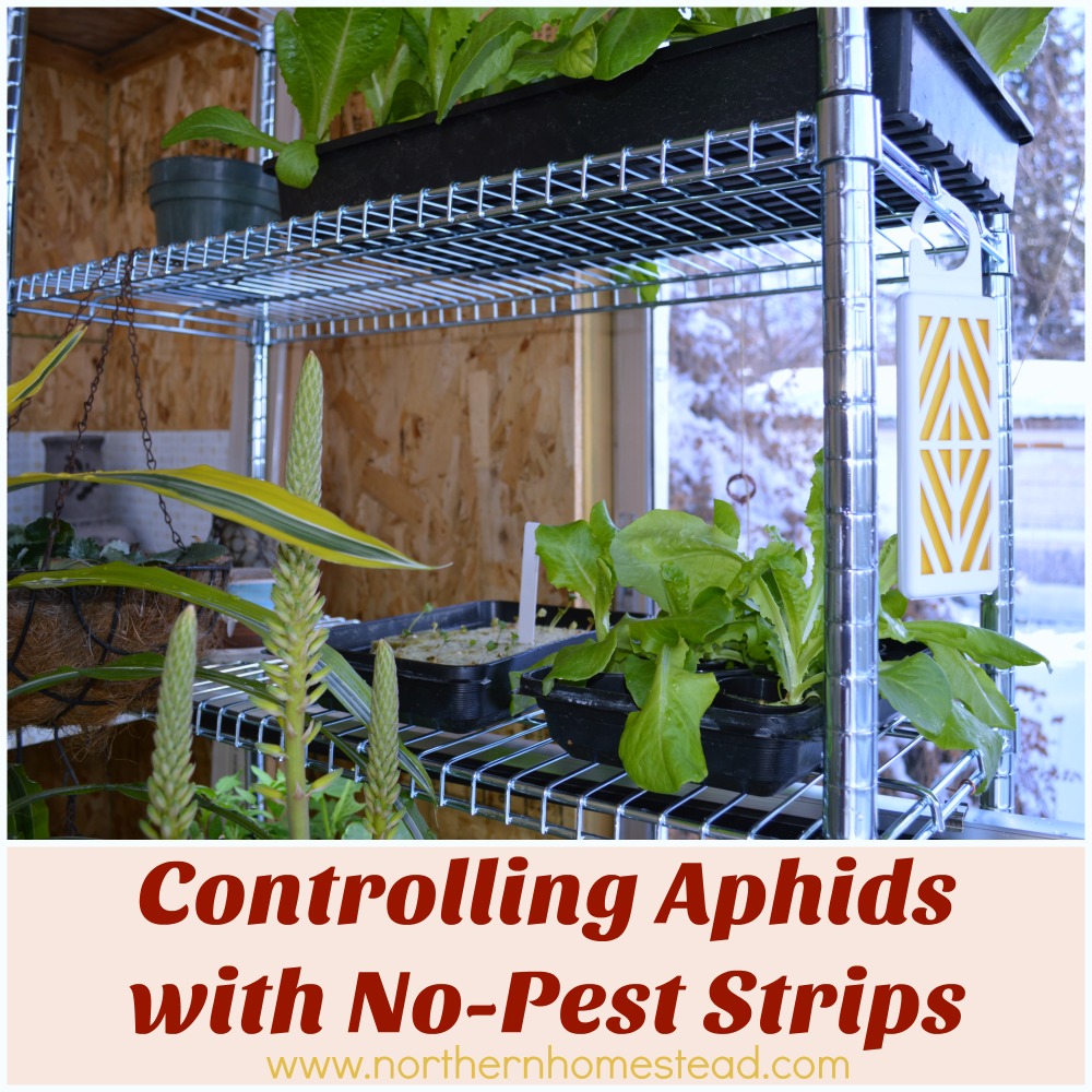 Use Pest Strips As Directed!