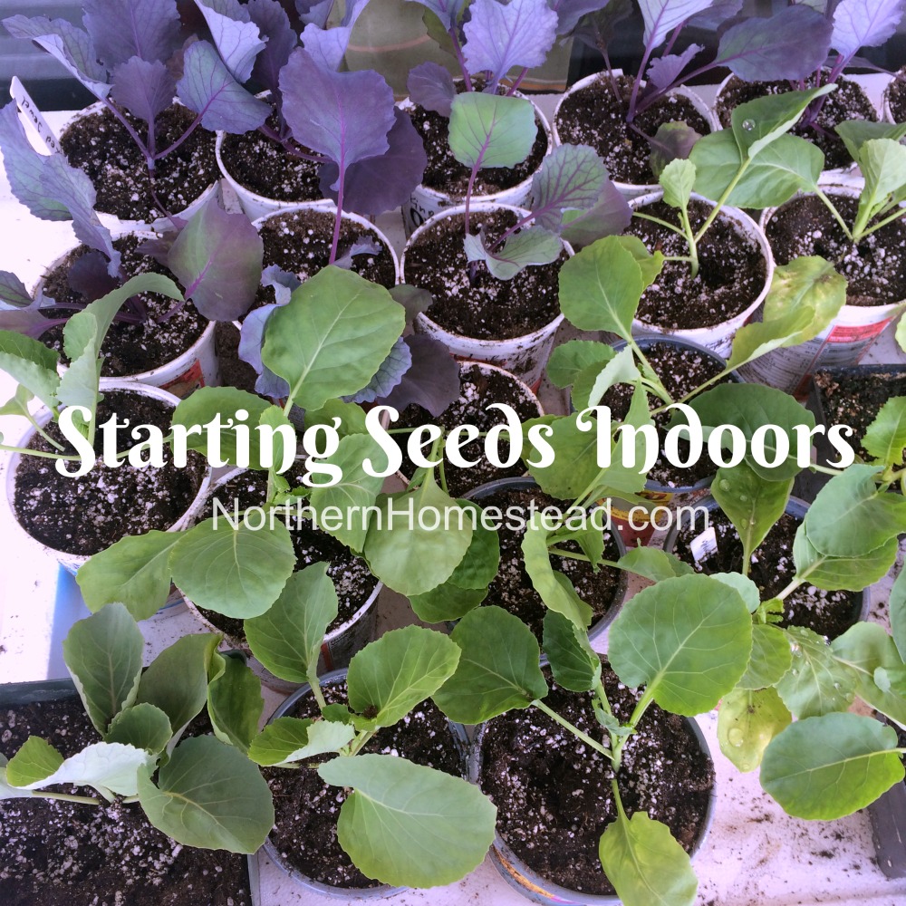 When To Start Seeds Indoors Chart Canada