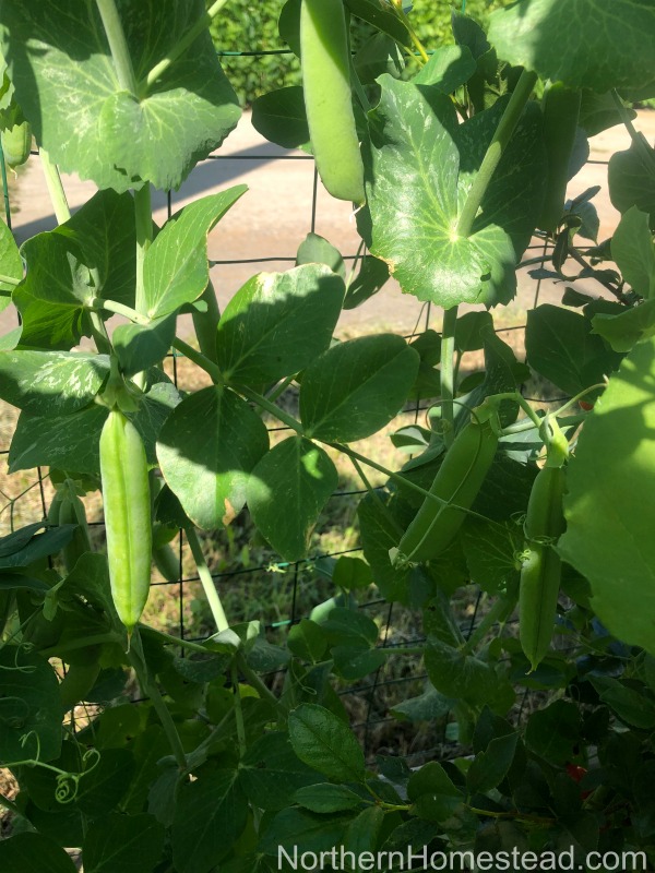 Growing early peas summer update. 