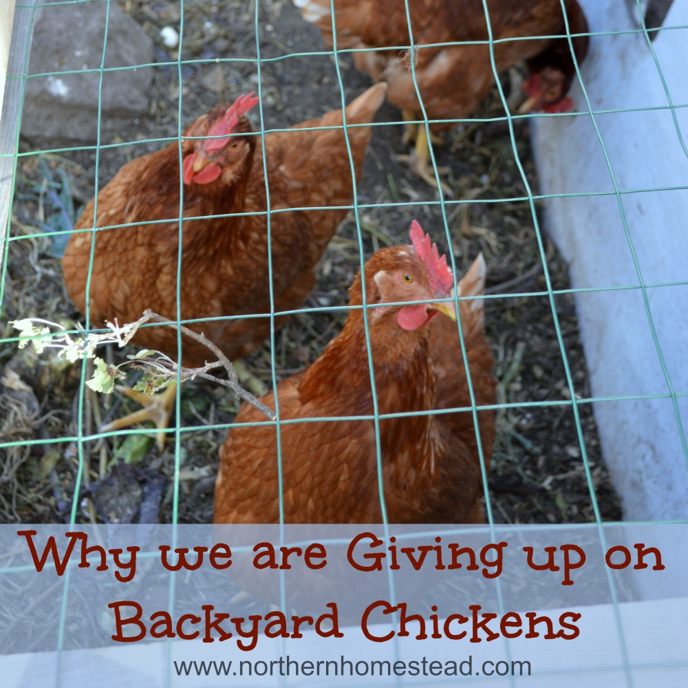 Why we are Giving up on Backyard Chickens