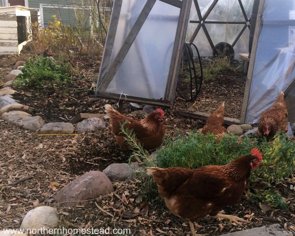 Preparing the Greenhouse for Winter