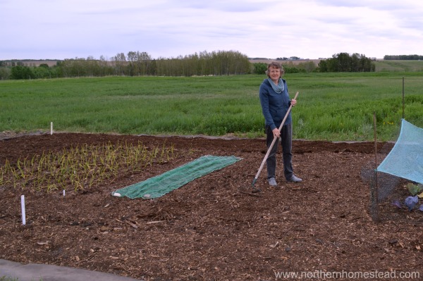 Convert a hay field into a garden