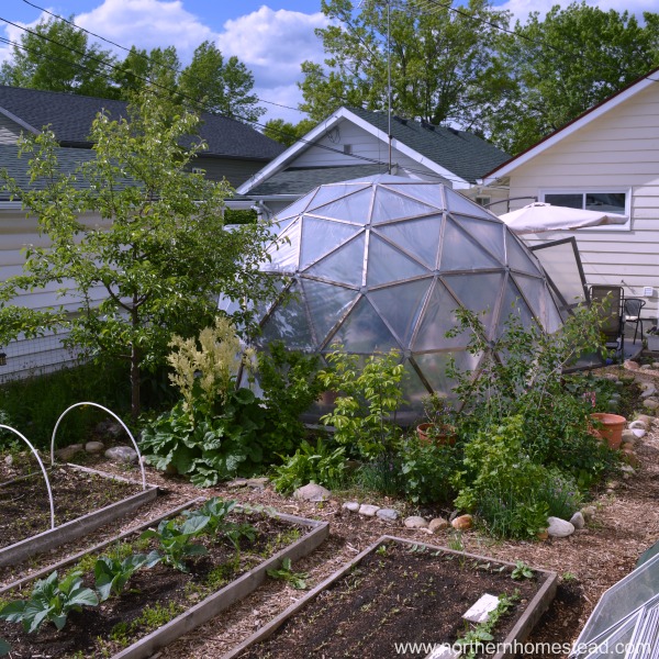 Growing a Greenhouse Garden