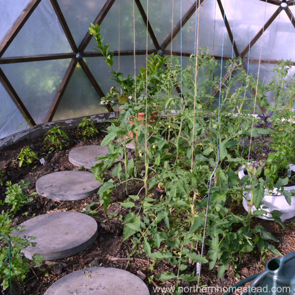 Growing a greenhouse garden in cold climate is like moving a portion of your garden south. Good soil, location, temperature regulation, water and the right plants, make it a fun growing space.