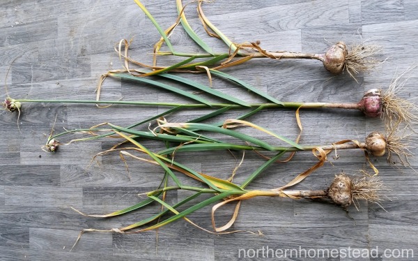 Garlic size difference