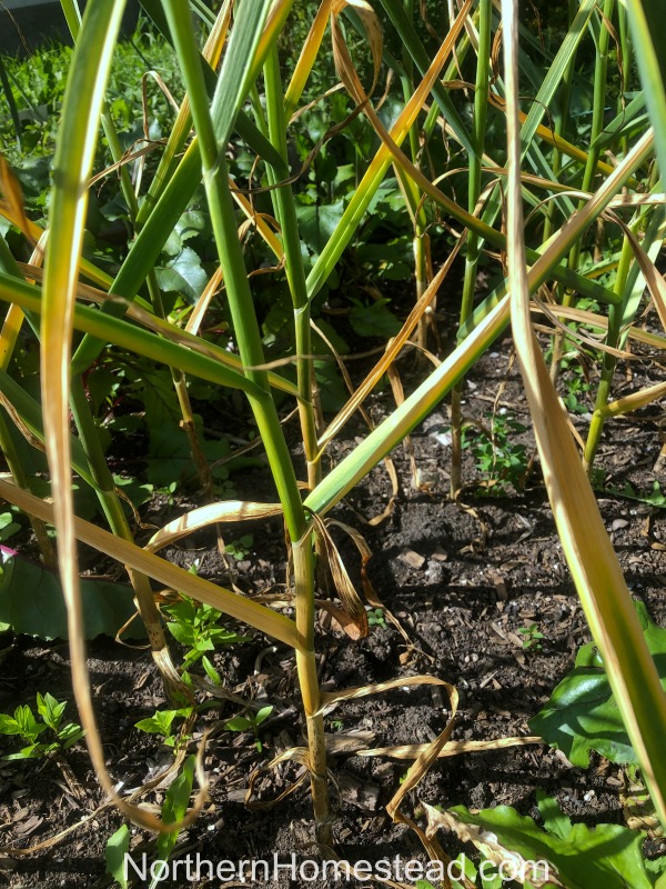 When to harvest garlic