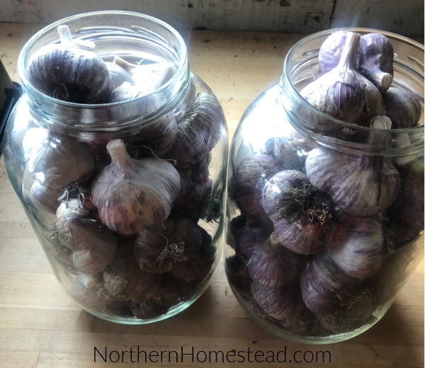 What Is The Difference Between Hardneck & Softneck Garlic – John Boy Farms