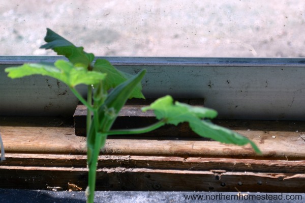 Okra in the indoor garden