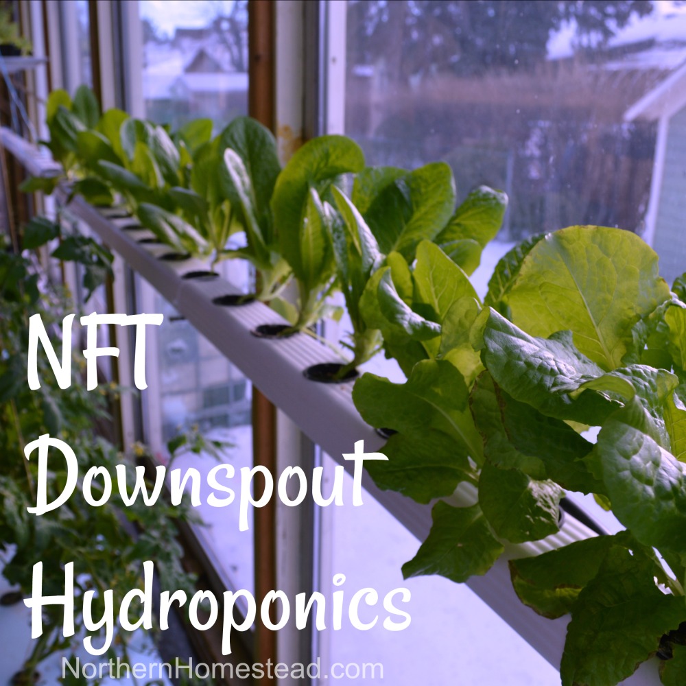 N.F.T. (Nutrient Film Technique) Downspout Hydroponics