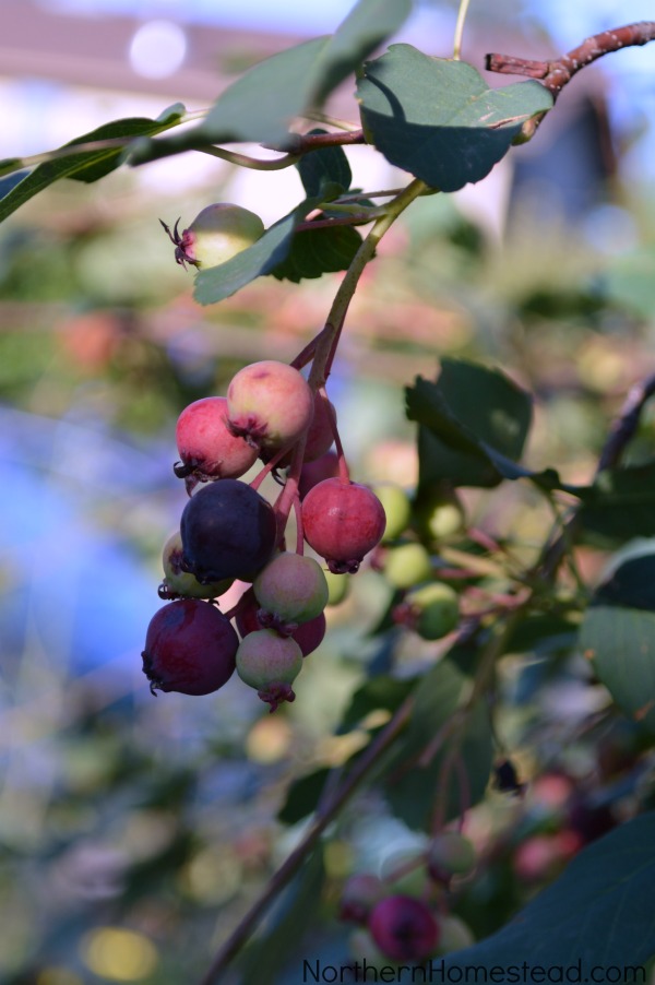 Varieties of Berries for Zone 3 Garden