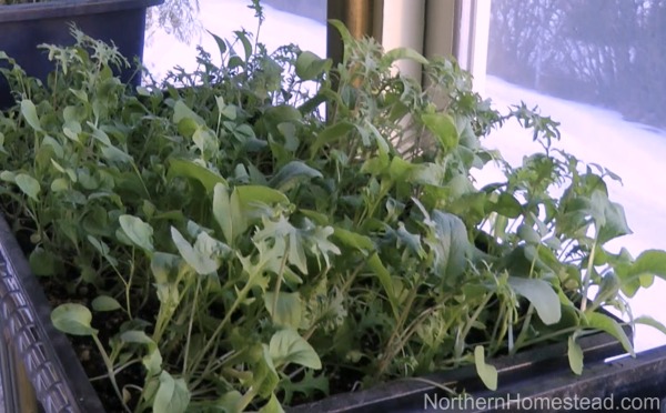 Growing Microgreens and Baby Salad Greens