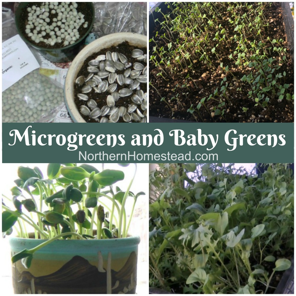 Growing Microgreens and Baby Salad Greens