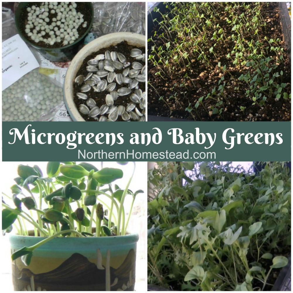 Why and How to Grow Microgreens At Home ~ Homestead and Chill