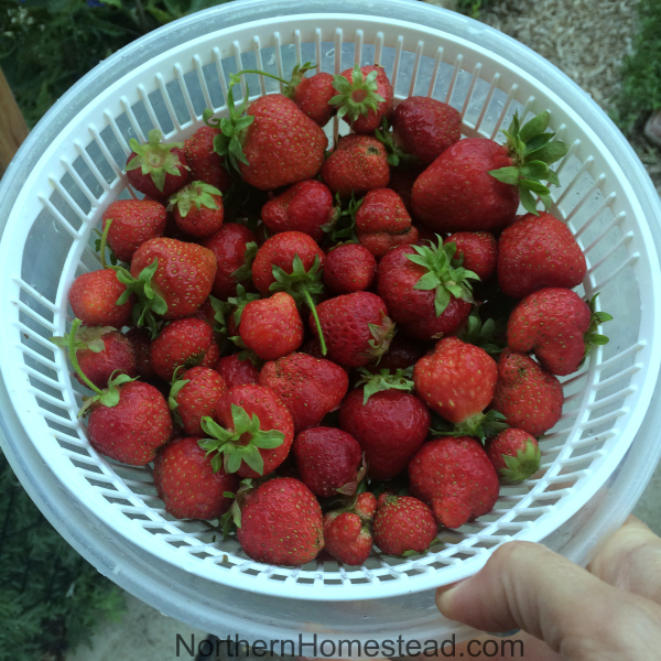 Early strawberries