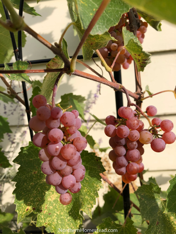 somerset grape