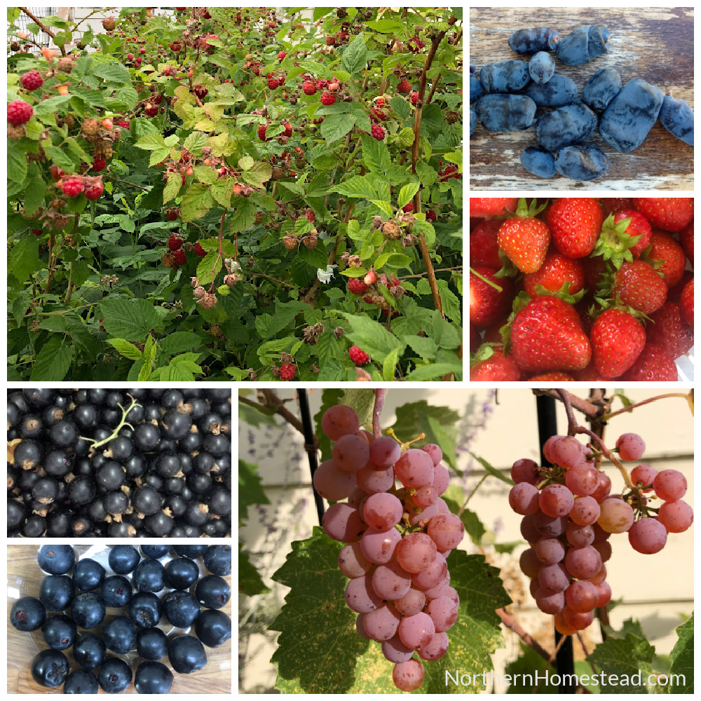 Different types of berries used in the current study