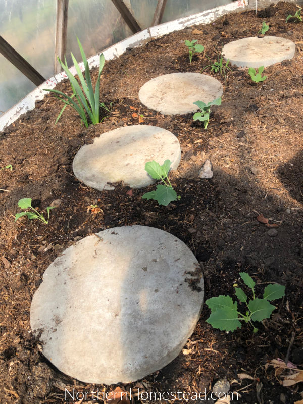 Growing a greenhouse garden.