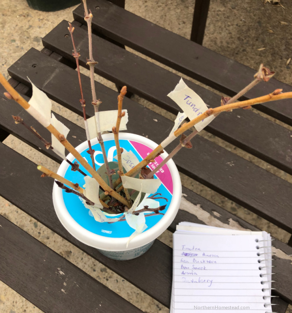 Propagating berries