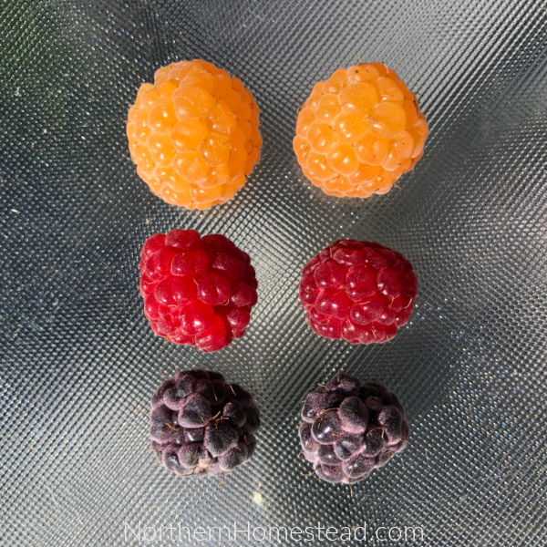 Varieties of Raspberries