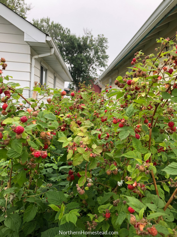 Raspberries