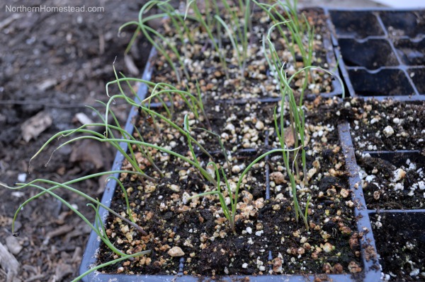 Growing Food - Onions