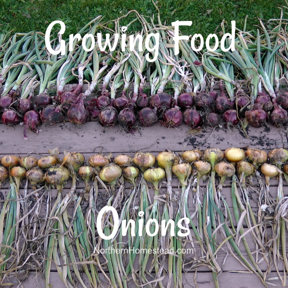Growing Food - Onions