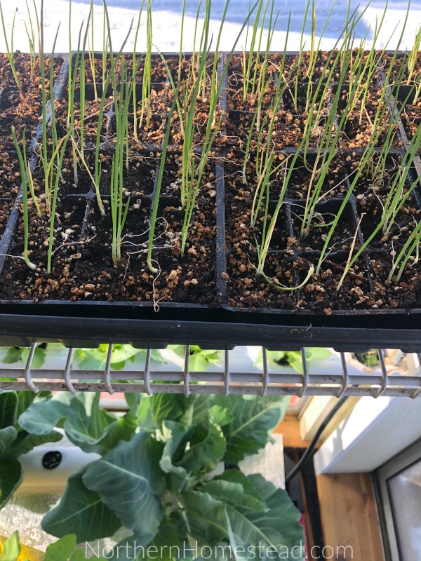 Growing Onions from Seeds